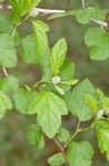 Common ninebark